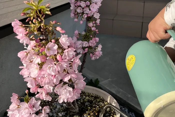 桜の鉢植えに水やりをする手元